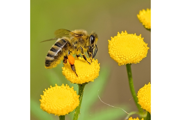 Image Omega 3 rich ahiflower oil